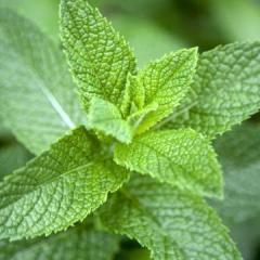 Mint_