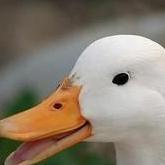 Duck10t